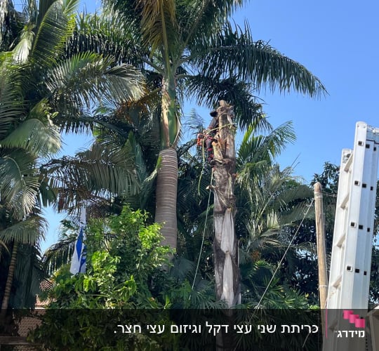 אדם גוזם עץ דקל גבוה עם ציוד טיפוס